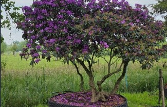 Afbeelding donkerpaarse rhododendron - Rhododendron Lee's Dark Purple