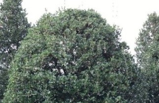 Afbeelding Schijnhulst - Osmanthus heterophyllus