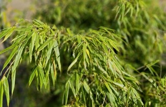 Afbeelding Bamboe 'Rufa' - Fargesia 'Rufa'
