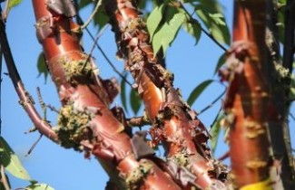 Afbeelding Japanse sierkers - Prunus serrula