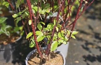 Afbeelding Kornoelje 'Kesselringii' - Cornus alba 'Kesselringii'