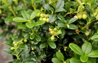 Afbeelding Vossenbes - Vaccinium vitis-idaea 'Miss Cherry'