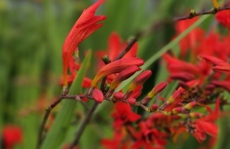 Afbeelding Montbretia - Crocosmia 'Lucifer' per kist á 24 st.