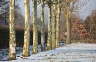 Afbeelding Plataan 'Malburg' - Platanus x hispanica 'Malburg'