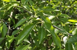 Afbeelding Osagedoorn - Maclura pomifera