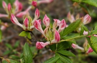 Afbeelding Azalea 'Fanny' - Rhododendron (AP)  'Fanny'
