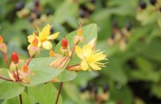 Afbeelding Hertshooi 'Excellent Flair' - Hypericum inodorum 'Excellent Flair'