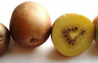 Afbeelding Gele kiwi - Actinidia delicosa 'Kiwi Gold'
