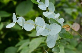 Afbeelding Gomboom - Eucalyptus gunnii