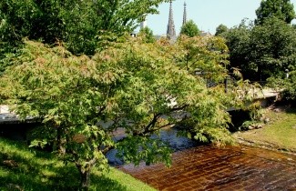 Afbeelding Japanse Esdoorn 'Aconitifolium' - Acer japonicum 'Aconitifolium'