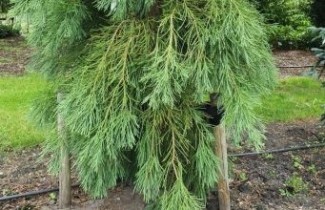 Afbeelding Mammoetboom 'Barabits Requiem' - Sequoiadendron giganteum 'Barabits Requiem'