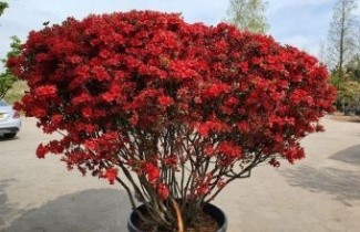 Afbeelding Azalea 'Stewartstonian' - Rododendron Azalea 'Stewartstonian'
