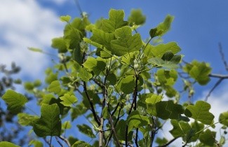 Afbeelding Tulpenboom 'Edward Gursztyn' - Liriodendron tulipifera 'Edward Gursztyn'