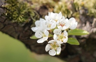 Afbeelding Handpeer "Concorde" - Pyrus communis 'Concorde'