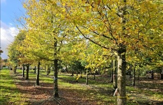 Afbeelding Haagbeuk - Carpinus betulus