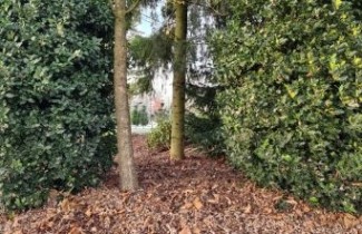 Afbeelding Beshulst - Ilex aquifolium 'J.C. van Tol'