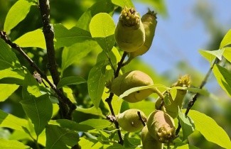 Afbeelding Winterzoet of Meloenboompje - Chimonanthus praecox