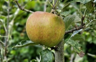Afbeelding Appel 'Cox' - Malus domestica 'Cox's Orange Pippin'
