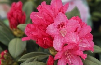 Afbeelding Rododendron 'Sneezy' - Rhododendron yakushimanum 'Sneezy'
