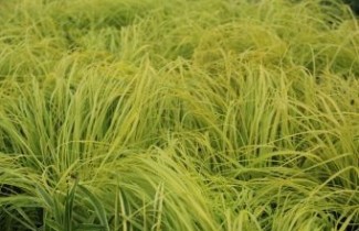 Afbeelding Lampenpoetsersgras 'Hameln Gold' - Pennisetum alopecuroides 'Hameln Gold'