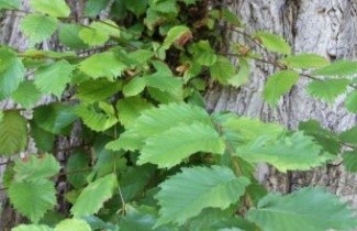 Afbeelding Fladderiep - Ulmus laevis