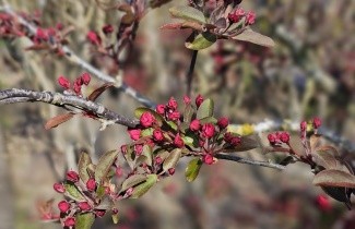 Afbeelding Sierappel 'Profusion' - Malus 'Profusion'