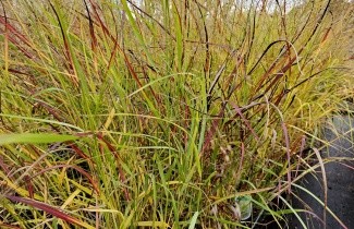 Afbeelding Vingergras 'Rotstrahlbusch' - Panicum virgatum 'Rotstrahlbusch'