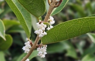 Afbeelding Schijnhulst - Osmanthus armatus