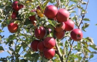 Afbeelding Appel 'Jonared'  - Malus domestica 'Jonared'