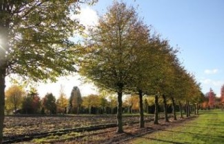 Afbeelding Winterlinde  - Tilia Cordata