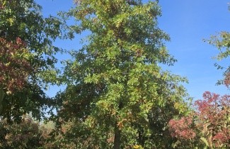Afbeelding Moeraseik - Quercus palustris
