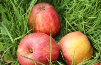 Afbeelding Appel 'Gravensteiner' - Malus domestica 'Gravensteiner'