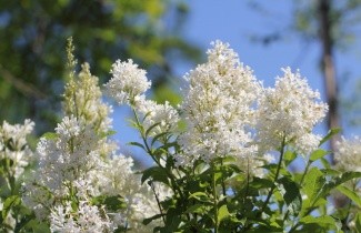 Afbeelding Sering 'Holger' - Syringa josikaea 'Holger'