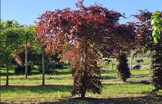 Afbeelding Rode Beuk - Fagus sylvatica 'Atropunicea'