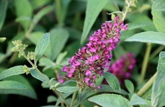 Afbeelding Vlinderstruik 'Summer Beauty' - Buddleja davidii 'Summer Beauty'