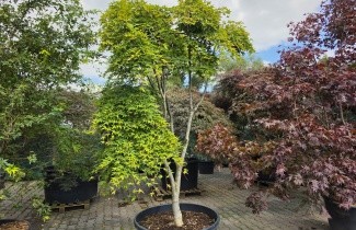 Afbeelding Japanse esdoorn treurvorm - Acer palmatum 'Jiro-shidare'