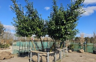 Afbeelding Laurierkers - Prunus laurocerasus 'Novita'
