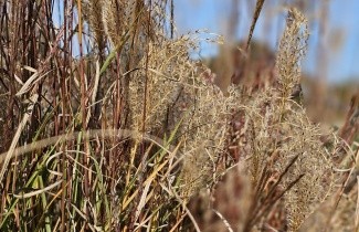 Afbeelding Prachtriet - Miscanthus sin. 'Kleine Silberspinne'