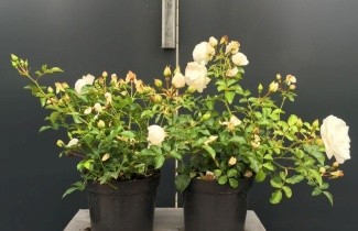 Afbeelding Heesterroos 'Innocencia' - Rosa Innocencia