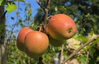 Afbeelding Appel 'Groninger Kroon' - Malus domestica 'Groninger Kroon'