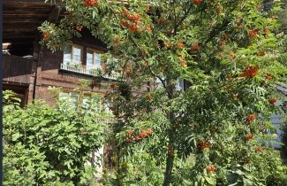 Afbeelding Lijsterbes - Sorbus aucuparia