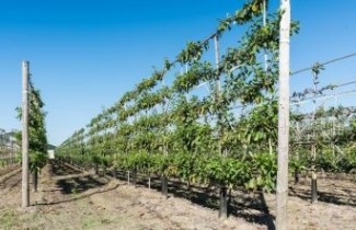 Afbeelding Appel 'Ecolette' leivorm - Malus domestica 'Ecolette'