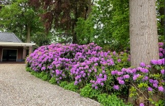 Afbeelding Rododendron 'Catawbiense Boursault' - Rhododendron 'Catawbiense Boursault'