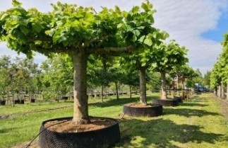 Afbeelding Amerikaanse linde - Tilia americana 'Nova'