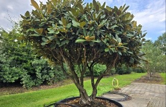 Afbeelding Japanse Rododendron - Rhododendron yakushimanum