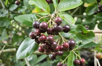 Afbeelding Appelbes 'Viking' - Aronia prunifolia 'Viking'