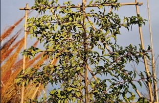 Afbeelding Portugese Laurierkers 'Brenelia' - Prunus lusitanica 'Brenelia'