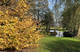 Afbeelding Haagbeuk - Carpinus betulus