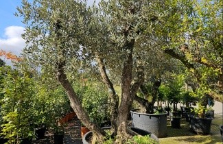 Afbeelding Olijfboom - Olea europea