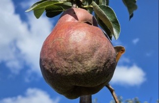 Afbeelding Handpeer 'Williams' - Pyrus communis 'Williams'